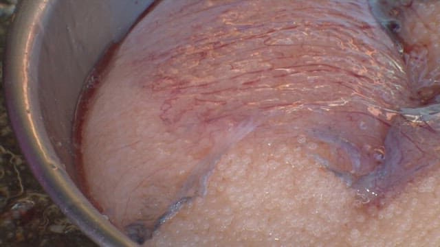 Fish eggs in a stainless steel basin