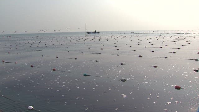 Seaweed farm on the sea