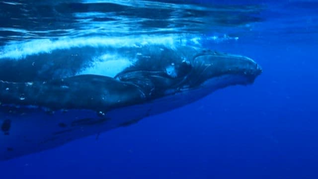 Humpback Whale Swimming Gracefully Underwater