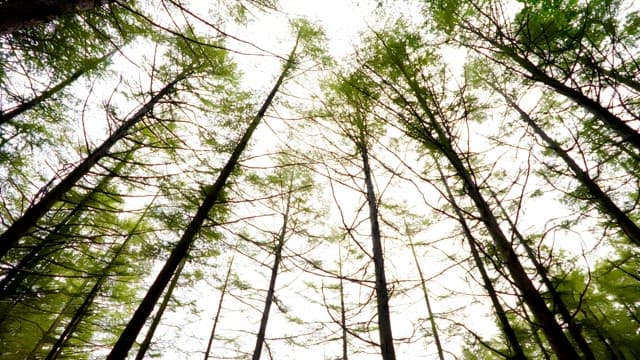 Forest trees surrounding a peaceful pond on a cloudy day
