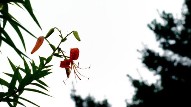 Red lilies and flower buds blooming on a blurred background