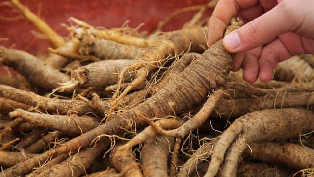 Hand holding freshly harvested fresh deodeok