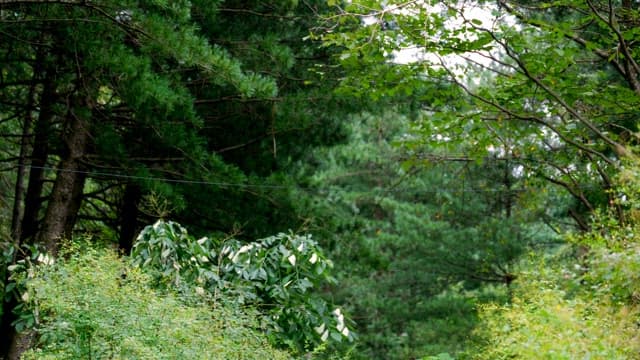 Lush green trees in a forest