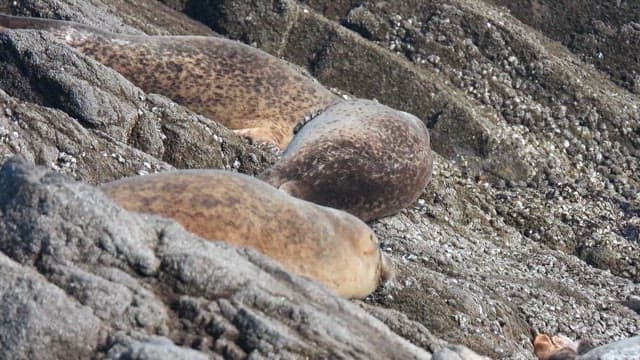 Seals resting on rocky shore under the sun