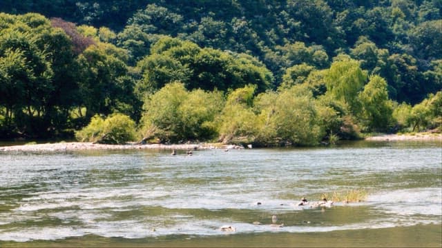 Serene River Landscape with Lush Trees