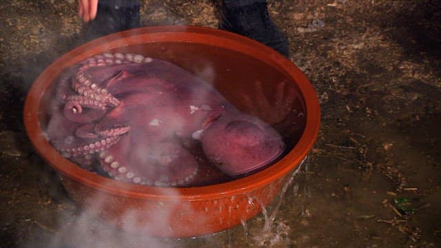 Octopus Soaked in a Rubber Basin