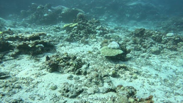 Underwater scene with coral and fish
