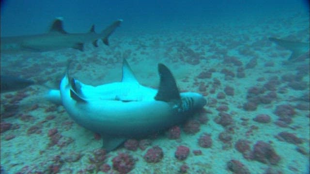 Shark attacked by a group
