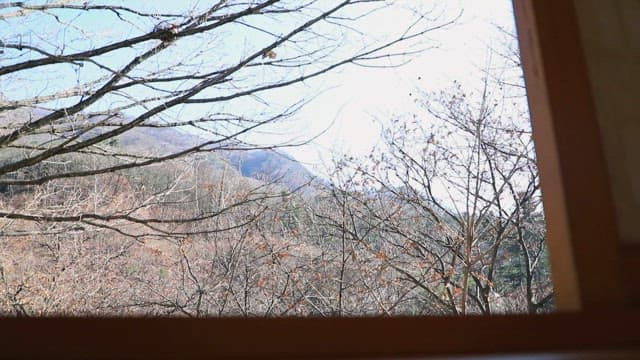 View of a forest through a window