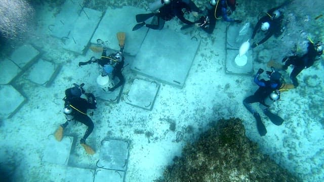 Divers working underwater in a peaceful sea
