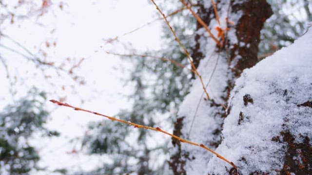 Snow-covered tree branches in winter
