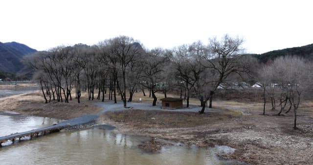 Wintery forest landscape with barren trees by the river