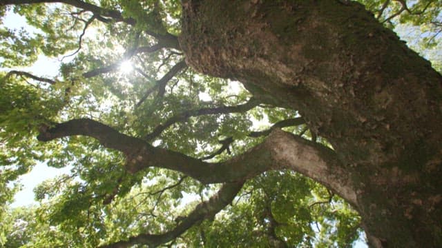 Sunlight filtering through branches of tall tree