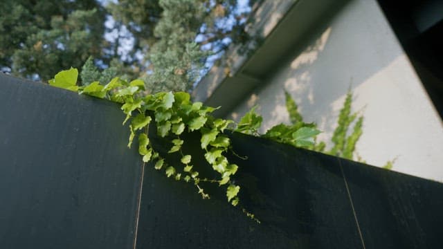 Green Leaves Overhanging a Dark Urban Barrier