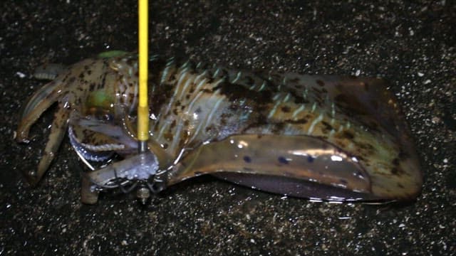 Squid on a wet surface with a fishing lure