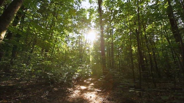 Serene Walkway Through a Sunlit Forest