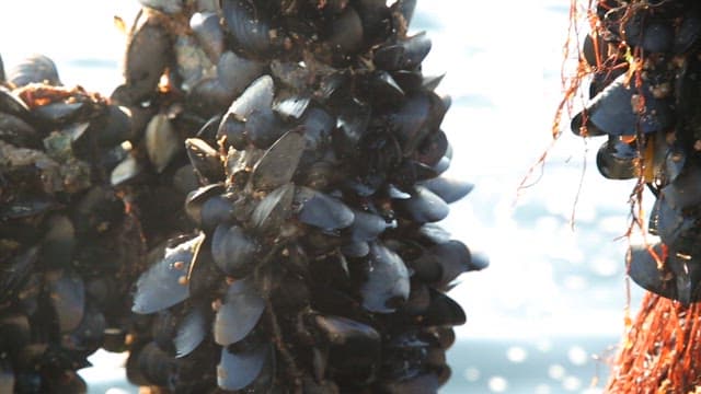 Mussels grown in a sea farm