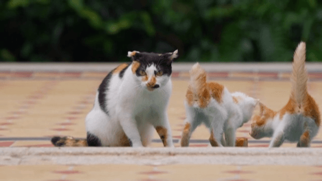 Cats Sharing Food Outdoors