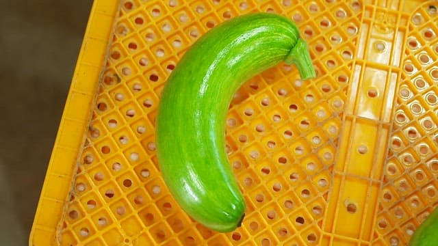 Fresh green zucchini on a yellow perforated tray