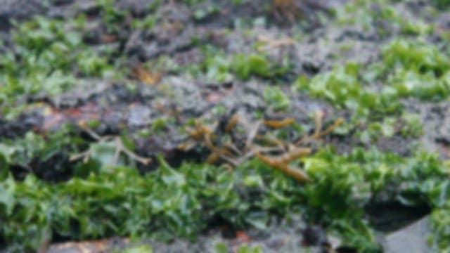 Seaweed growing in shallow waters