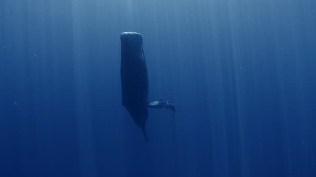 Baby sperm whale suckling its mother's milk
