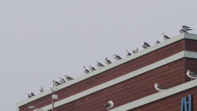 Seagulls Perched on Urban Building Edge