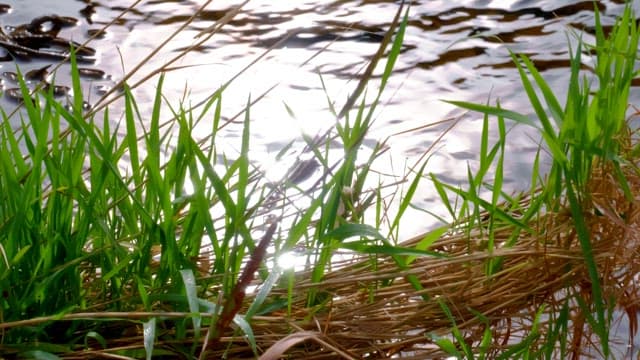 Grasses by the river with sunlight shining