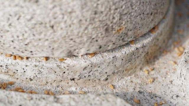 Grinding yellow wheat finely with a millstone