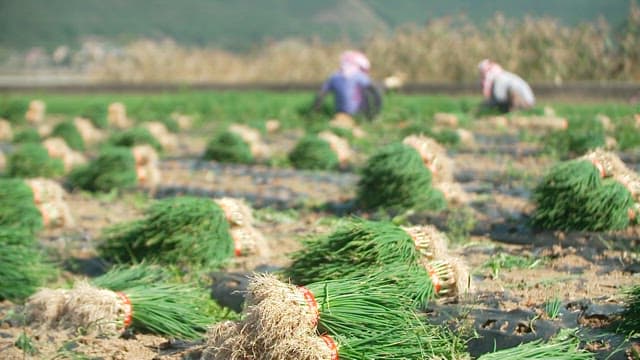 Farmers harvesting green onions in a large field