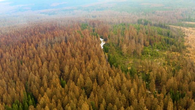 Forest in the densely wooded Harz National Park