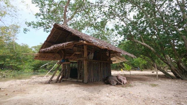 Piglets drinking milk from their mother sow next to the hut