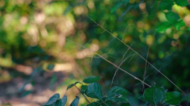 Quiet forest path with sunlight filtering through the trees