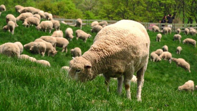 Sheep grazing on a lush green hillside with a flock