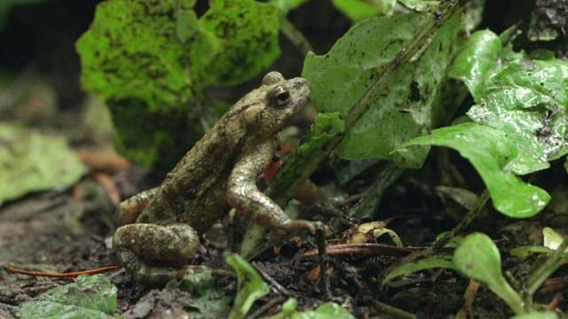 Frogs Amongst Forest Foliage