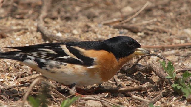 Small, colorful bird searching for food on the ground in the daytime