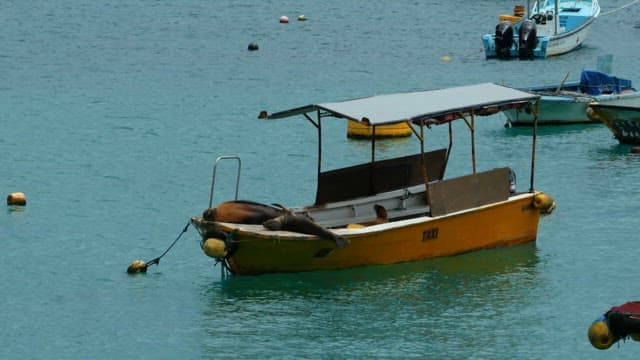 Seal Resting on a Small Boat in the Ocean
