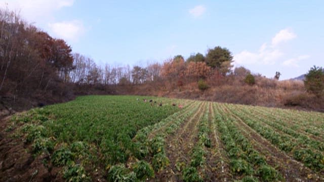 People cultivating in the fields