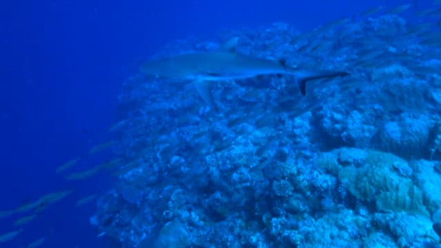 Shark and Fish Swimming in Deep Blue Sea
