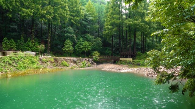 Serene forest with a tranquil pond