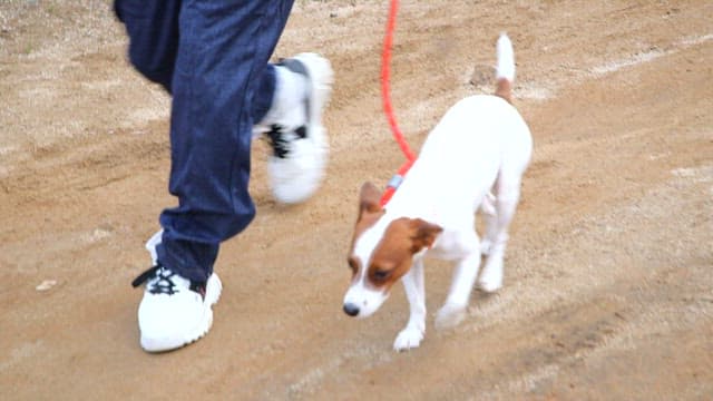 Person walking a dog on a dirt path