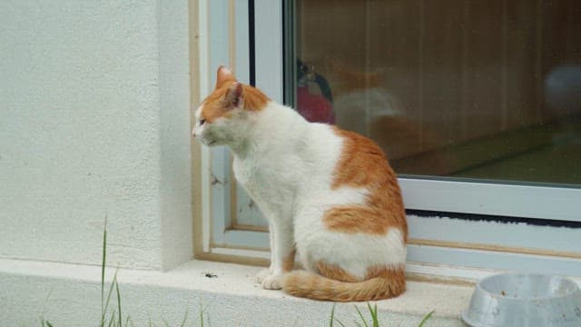 Orange cat sitting by a window sill quietly