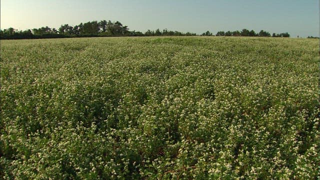 Wide Field of Blooming White Flowers