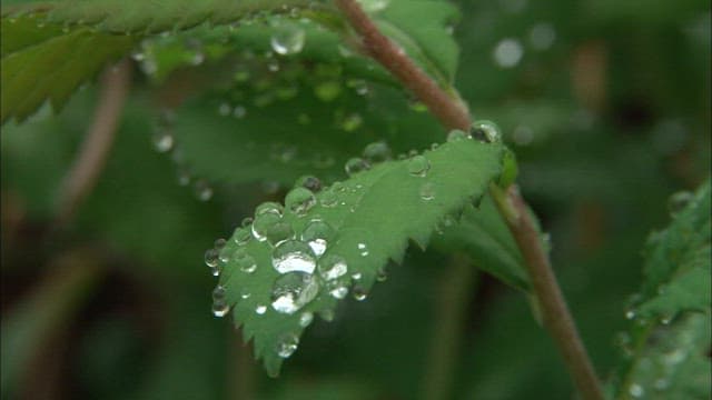 Dew Drops Clinging to Green Leaves