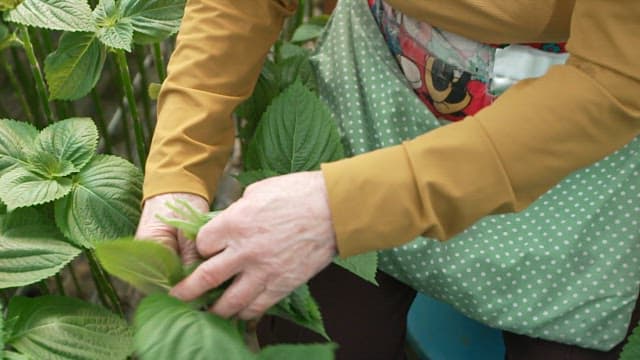 Person harvesting fresh green perilla leaves in the garden