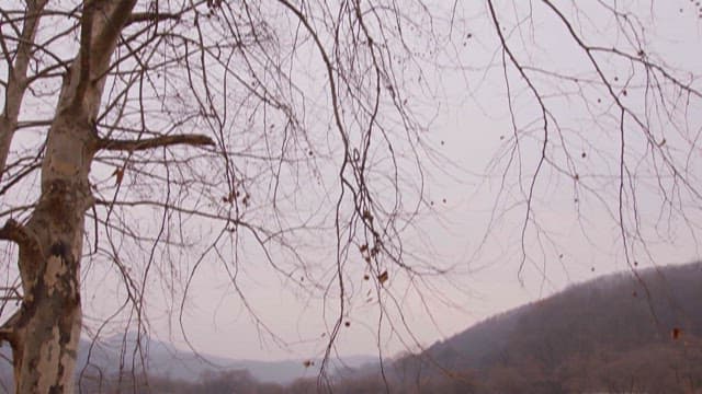 Serene Lakeside View with Bare Tree Branches