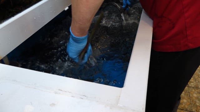 Yellow tail taken out of the tank