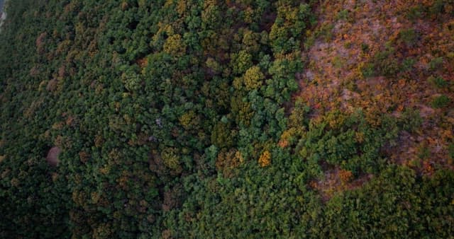 View of Lush Forest in the Beginning of Fall