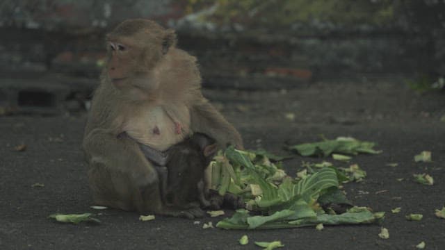 Monkeys in an Alley Eating Greens