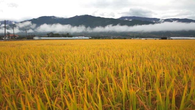 A vast golden rice field with mountains in the background