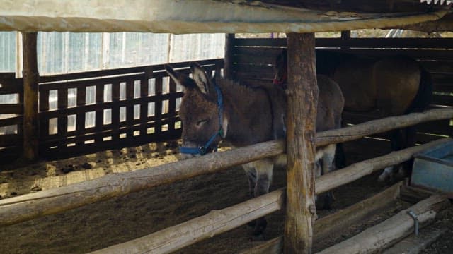 Donkeys Resting in a Farm Shelter